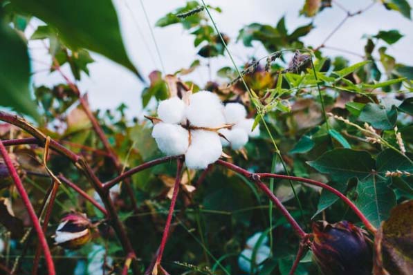 Saiba mais sobre o algodão orgânico e suas vantagens!