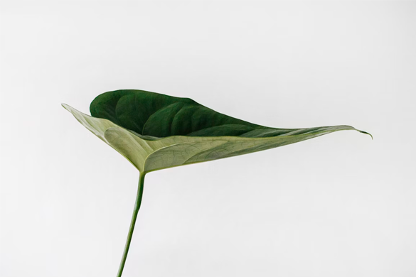 Planta verde em um fundo branco representando o minimalismo e o lifestyle