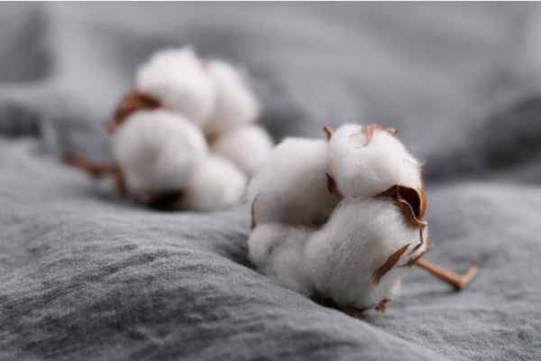 Melhor algodão do mundo: tudo sobre o algodão pima